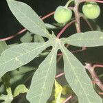 Manihot aesculifolia 葉