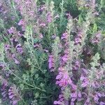 Teucrium × lucidrys Costuma