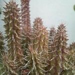 Edithcolea grandis List