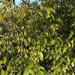Picrodendron baccatum Hoja