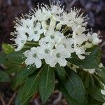 Rhododendron columbianum Flor