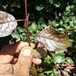 Prunus cerasifera Lehti