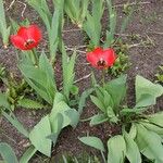 Tulipa gesnerianaBlüte