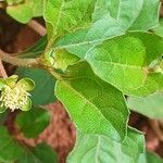 Acanthospermum australe Leaf