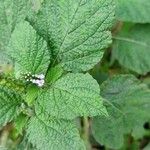 Heliotropium indicum Leaf