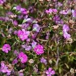 Gypsophila muralis Habitus