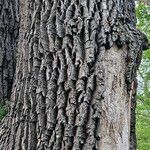 Populus deltoides خشب