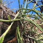 Euphorbia scarlatina Elinympäristö