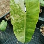 Philodendron burle-marxii Levél