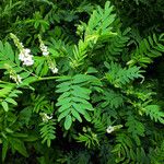 Galega officinalis Blatt