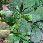 Rodgersia podophylla Blatt