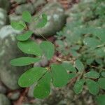 Calliandra tergemina Leaf