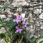 Hesperis laciniata Flor