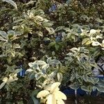 Pittosporum tenuifolium Folha