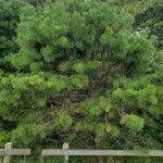 Pinus rigida 整株植物