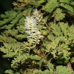 Mimosa platycarpa Агульны выгляд