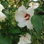 Hibiscus syriacusFlower