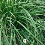 Dietes bicolorLapas