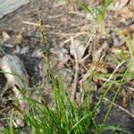 Carex pensylvanica Máis