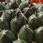 Coryphantha maiz-tablasensis List