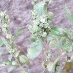 Chenopodium album Floare