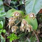 Dendrobium macrophyllum Flower