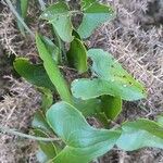 Smilax aspera Ліст