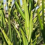 Gomphocarpus fruticosus Leaf