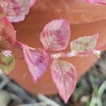 Persicaria capitata Leaf