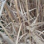 Miscanthus sinensis 葉