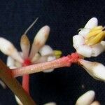 Ardisia standleyana Fruto