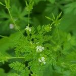 Chaerophyllum tainturieri Feuille