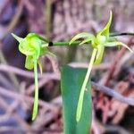 Angraecum calceolus Blüte