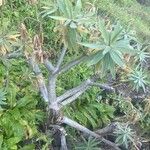 Euphorbia piscatoria Hàbitat