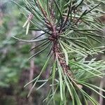 Pinus virginiana Leaf