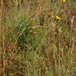 Tragopogon orientalis Habit