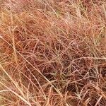 Themeda triandra Fuelha