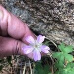 Geranium viscosissimum Kukka