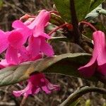 Rhododendron rugosum Квітка