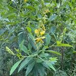 Crotalaria micans Blomst