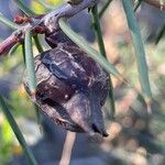 Hakea sericea Vaisius