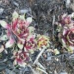 Sempervivum tectorumFlower