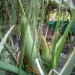 Philodendron giganteum অন্যান্য