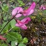 Ononis rotundifolia Flor