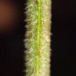 Triplophyllum pilosissimum 其他
