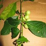 Solanum leucocarpon Фрукт