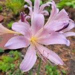 Lycoris squamigeraফুল