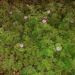 Pelargonium graveolens عادت