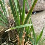 Typha latifoliaبرگ