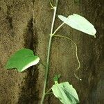 Adenia cissampeloides Leaf